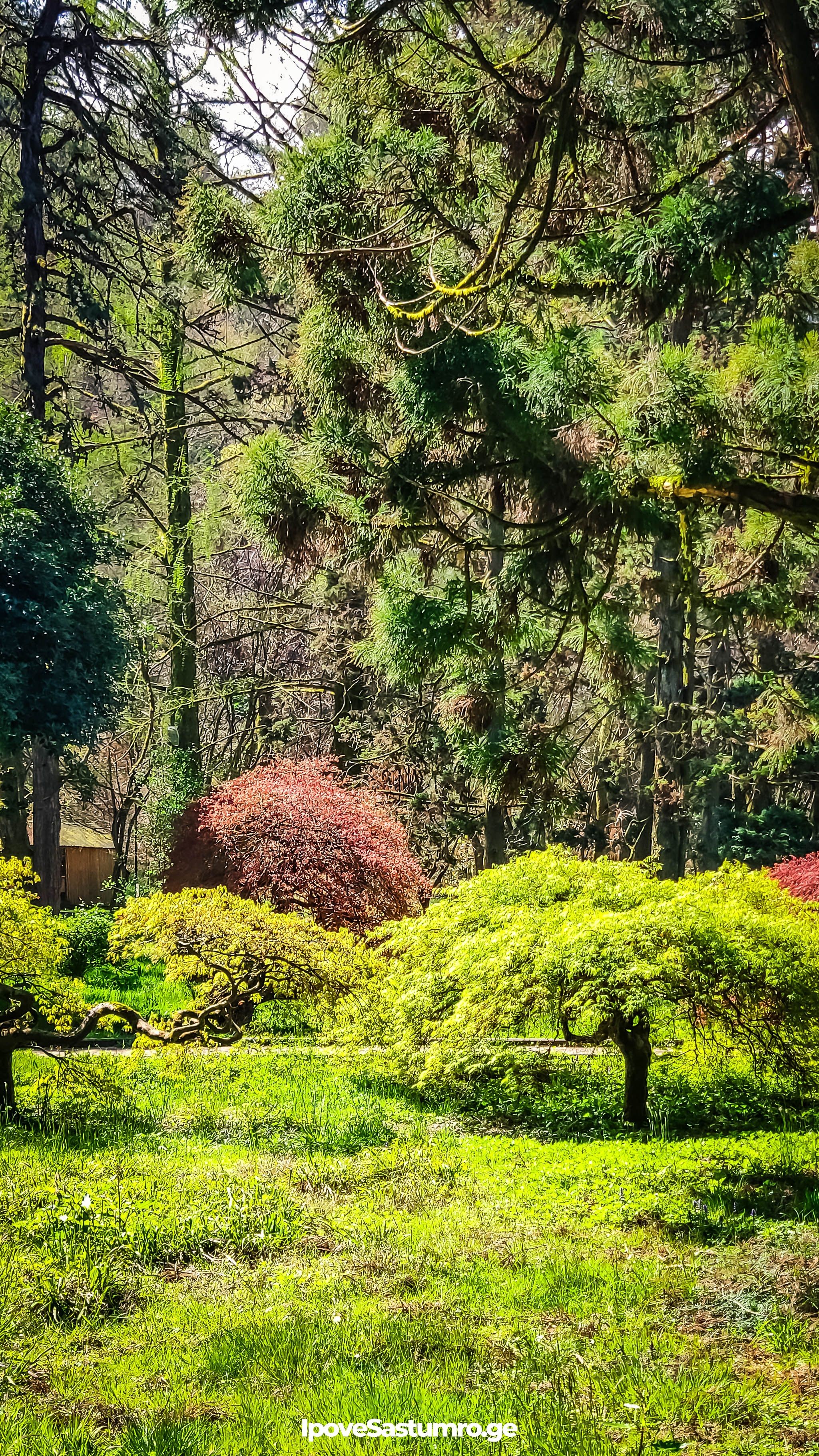 ხეები ბათუმის ბოტანიკური ბაღში - Trees in Batumi botanical garden