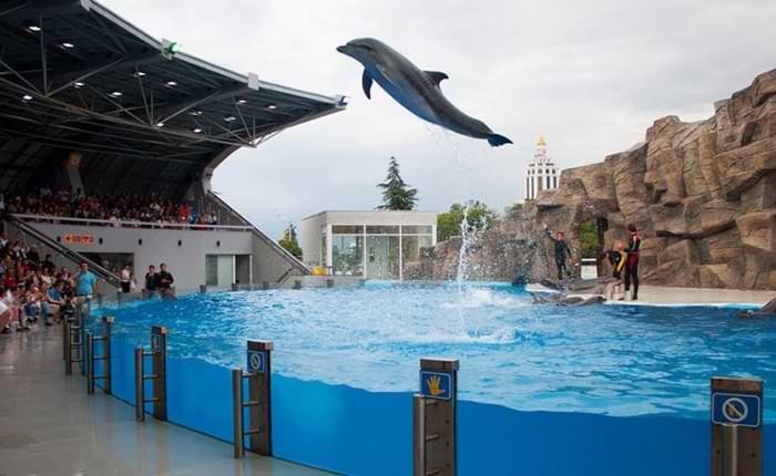 დელფინი წარმოდგენის დროს - Dolphins during a show