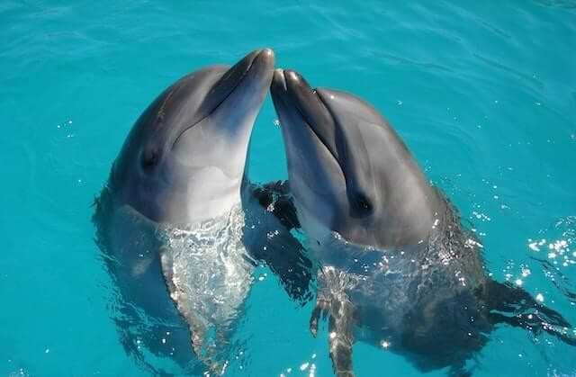 დელფინები თამაშობენ - Dolphins playing