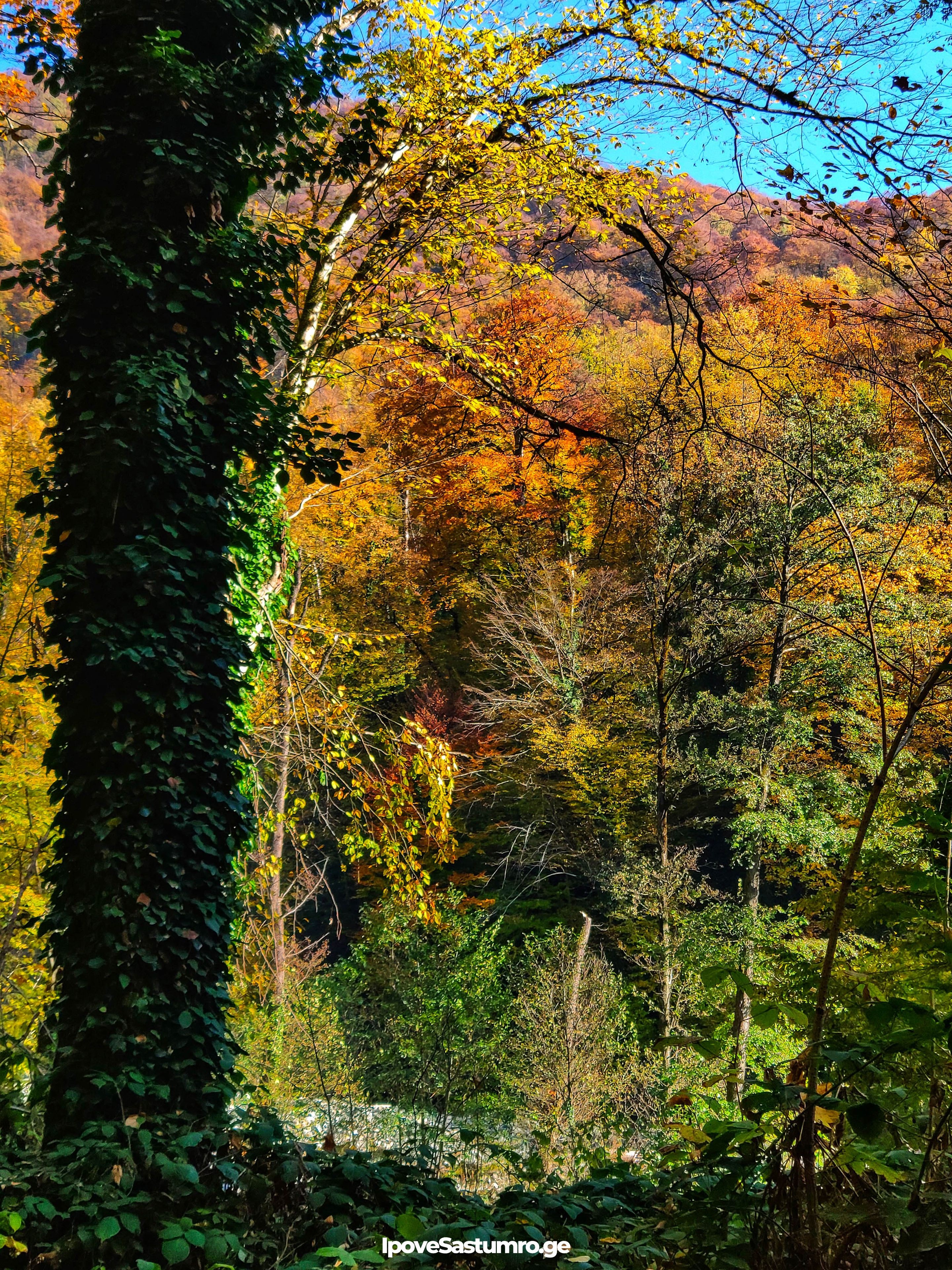 ხე ლაგოდეხის ნაკრძალში - Tree in Lagodekhi Reserve