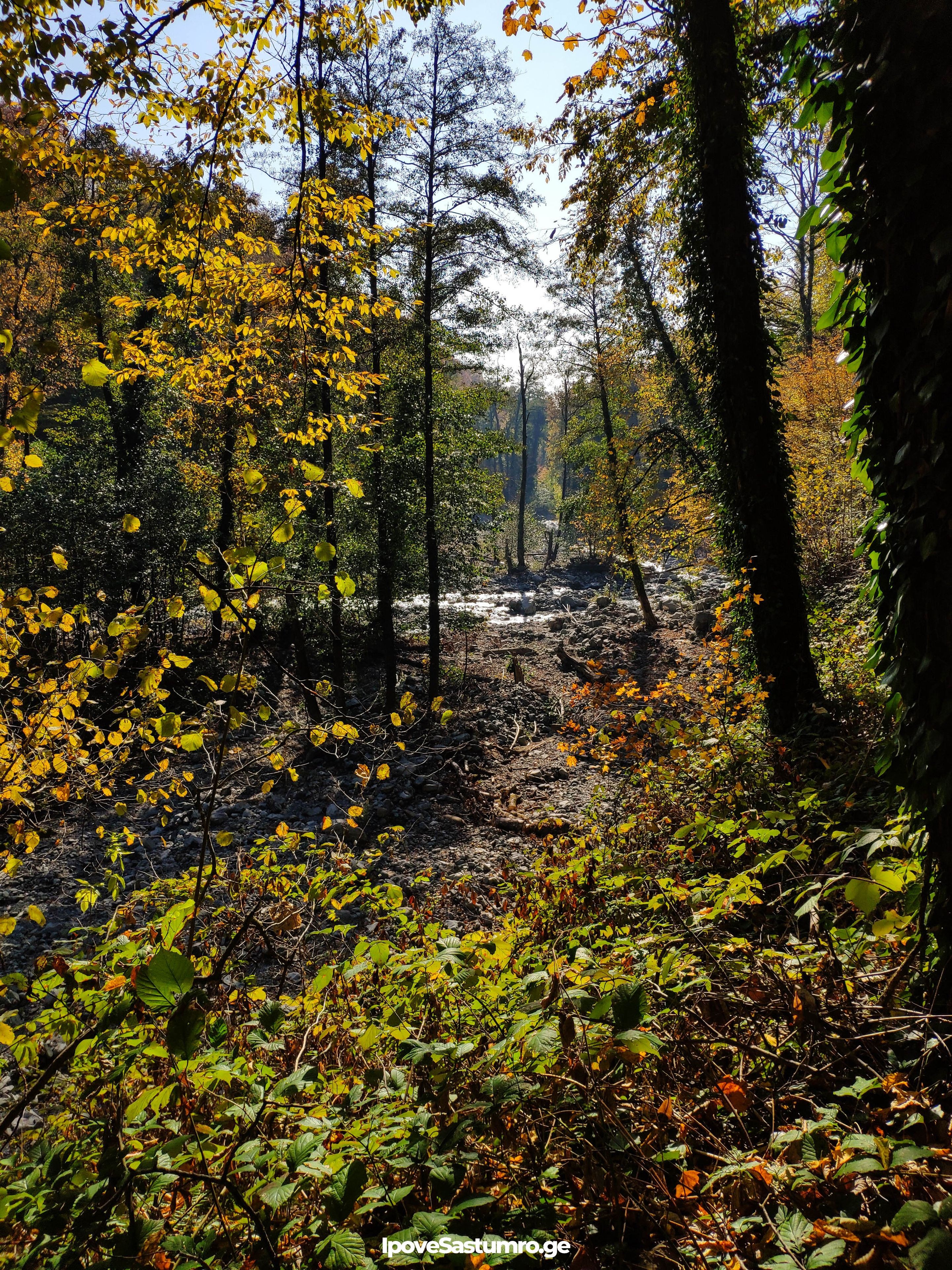 ხეები ლაგოდეხის ეროვნულ პარკში - Trees in Lagodekhi National park